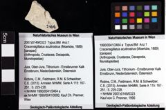 Foto (Objket + Etiketten) von Cracensigillatus acutirostrus (Moericke, 1889) 